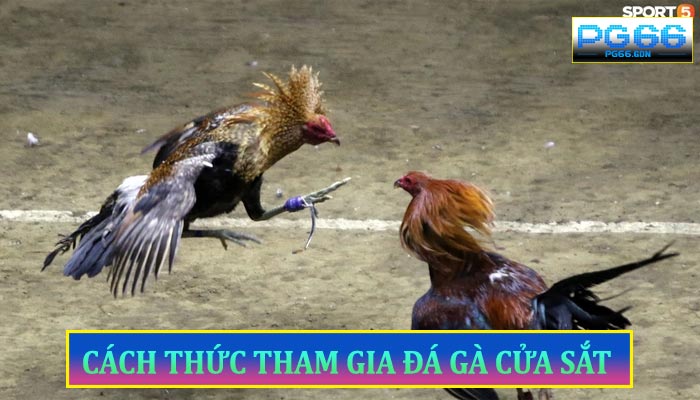 Cách Thức Tham Gia Đá Gà Cửa Sắt