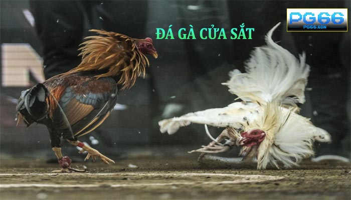 Đá Gà Cửa Sắt