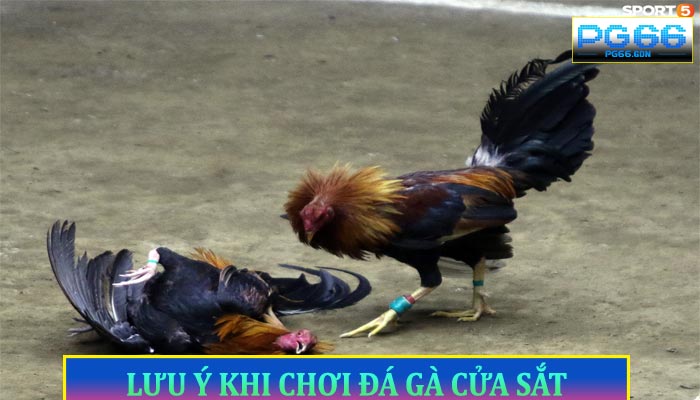 Lưu Ý Khi Chơi Đá Gà Cửa Sắt