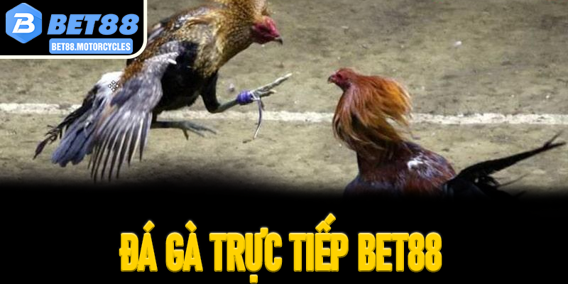 Đá Gà Trực Tiếp Bet88